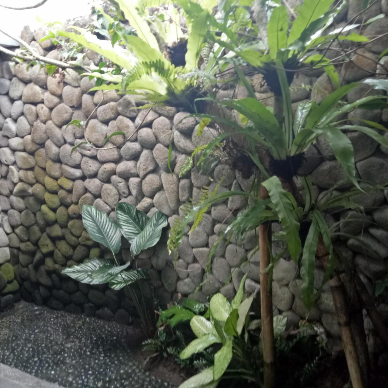 Melati Bali Homestay Canggu  Ngoại thất bức ảnh